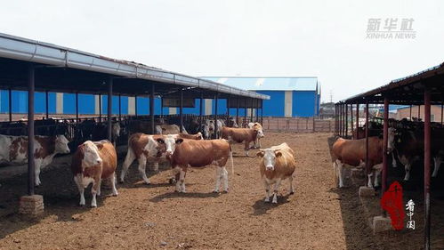 千城百縣看中國丨河北文安 推動養殖標準化 助力畜牧產業提質增效